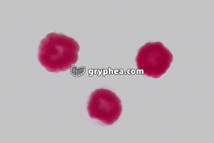 Oursin - embryologie - embryons de type blastula x100 - gryphea.com